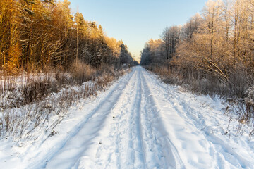 Fototapeta premium Path in Bialowieza Forest in Poland, disused railway line Hajnówka–Białowieża
