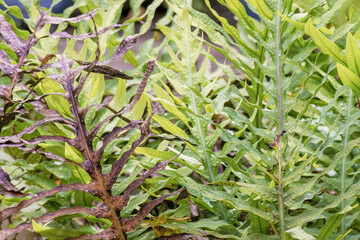 The dried frond of a blue rabbit's foot fern, in a garden in the eastern Andean mountains of...