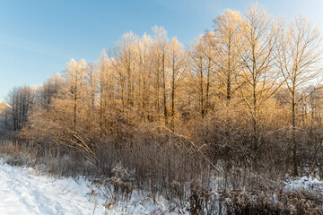 Trees in the Białowieża Forest in winter.