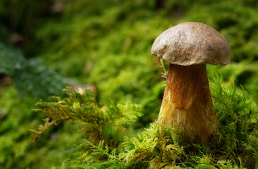 Wild mushroom growing in green moss in the forest, close-up macro photo with natural light and shallow depth of field