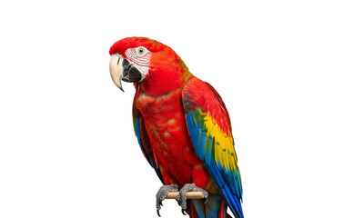 Obraz premium Tropical Parrot with Vibrant Feathers Perched