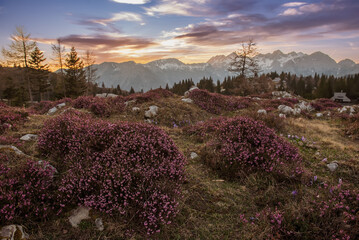 Fototapeta premium Heather flowers blooming at sunset, Velika Planina, Kamnic, Slovenia, Easter sunny landscape