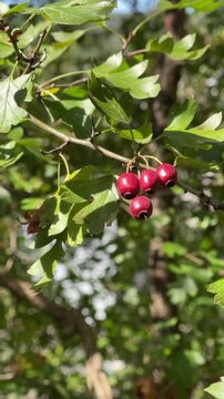 Wild hawthorn, red berries close-up. Hawthorn with red fruit, Crataegus monogyna, . Natural beautiful background Branch of common hawthorn with berries
