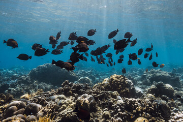Ocean with school of black fish underwater. Ocean wild life background
