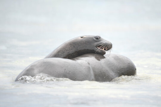 Close-up side view of Two New Zealand sea lions (Phocarctos hookeri) play fighting in the ocean surf, New Zealand