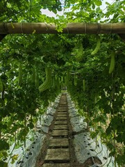 Pathway on agricultural