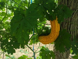 momordica fruit on the tree