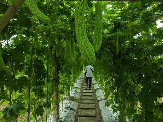 momordica fruit on the tree