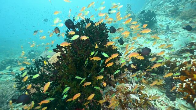 Reef scenic with anthias Raja Ampat Indonesia