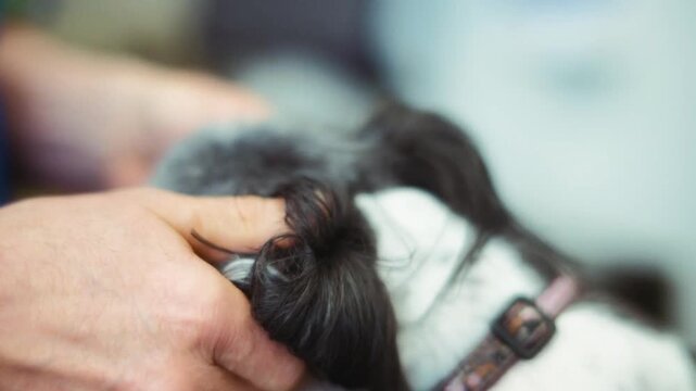 A Male Vet Examinig A Small Dog In A Clinic, Paris, France