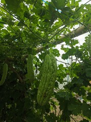 momordica fruit on the tree