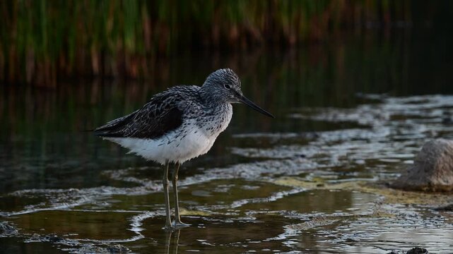 Common greenshank at dawn // Gr&uuml;nschenkel im Abendlicht (Tringa nebularia) 