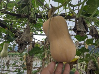 curcubita fruit on the tree