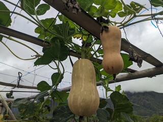 curcubita fruit on the tree