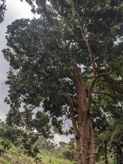 big tree in the forest