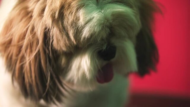 A shih tzu dog with a tounge sticking out