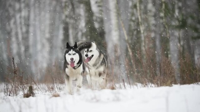 Two siberian husky dogs running in a snow