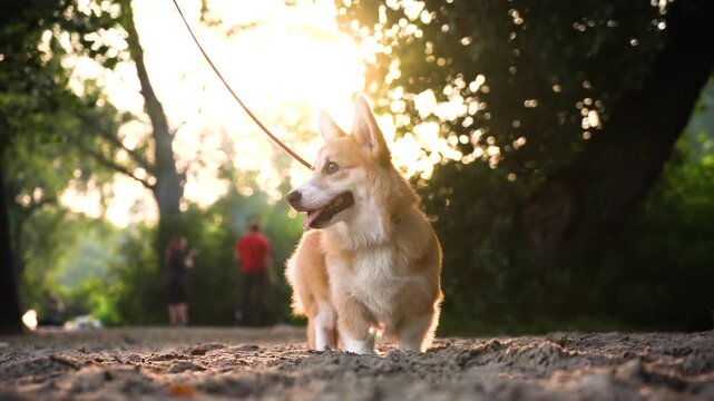 A pembroke welsh corgi on a leas in a park