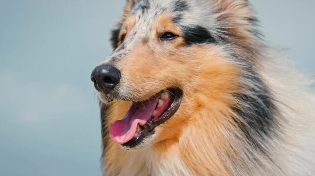 A portrait of a collie dog on a windy day