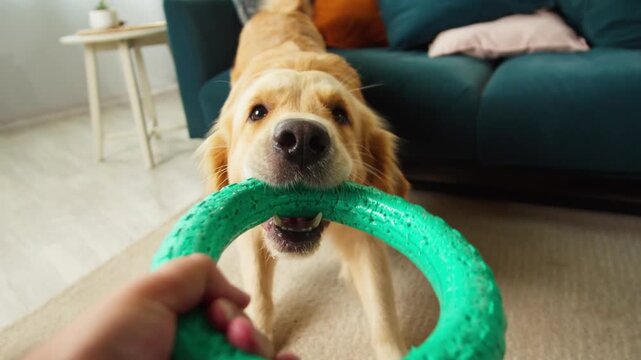 A Person Playing With A Young Golden Retriver At Home With A Rubber Ring