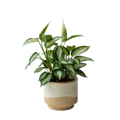 Small indoor plant with vibrant green leaves planted in a ceramic pot placed on a white background with soft light highlighting the foliage