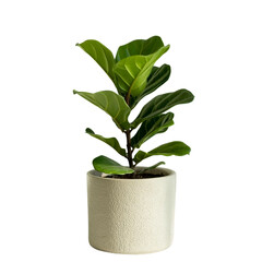Small indoor plant with vibrant green leaves planted in a ceramic pot placed on a white background with soft light highlighting the foliage