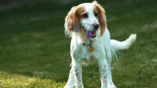 Happy english springer spaniel standing on a grass, slow motion