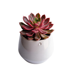 set Red plant in pot isolate on white background