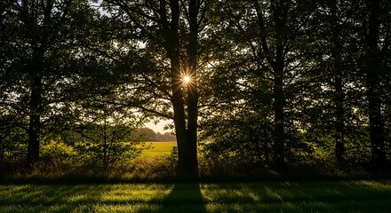 Obraz premium Sunlit Forest Edge - A Glimpse of Golden Hour Through the Trees.
