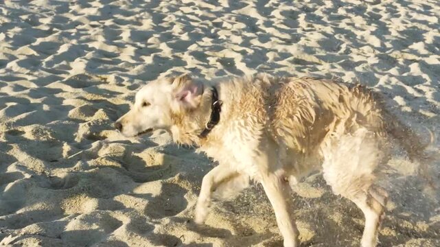 A golden retriver dog shaking off water on a sandy beach, slow motion