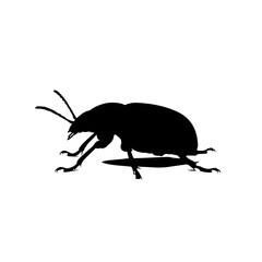A black silhouette of a beetle with its legs and antennae clearly visible, casting a shadow on a white background.