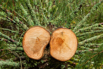 A wooden trunk cut shows intricate growth rings while vibrant moss grows around it in a peaceful forest scene during daylight.