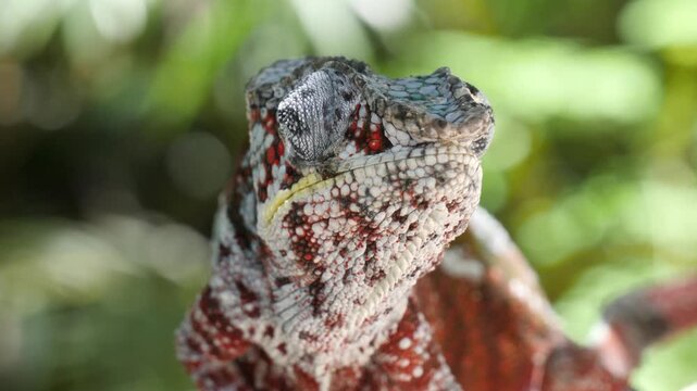 front view of colorful panther chameleon male looking around, portrait 764