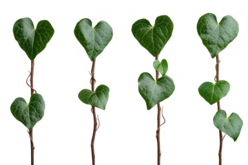 Heart shaped green leaves on brown stems isolated on a transparent background