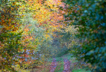 A forest path in autumn