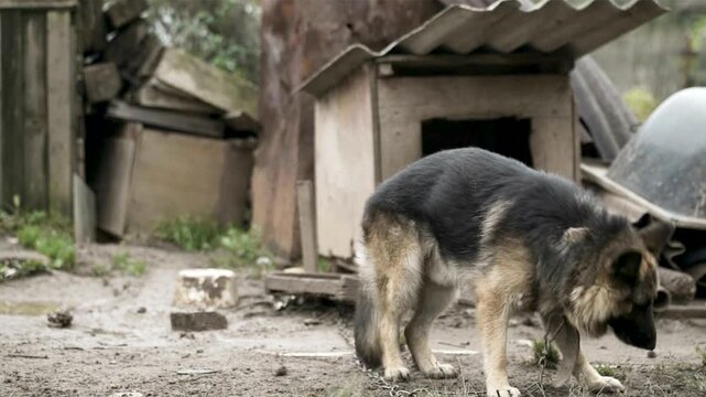 A German Shepherd dog on a chain by a kennel catching a snack