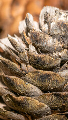 brown larch cones with visible details. background or texture