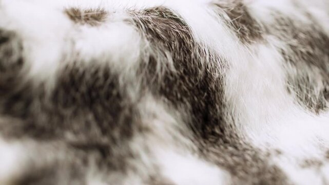 A close up of a white and black fur of a dog