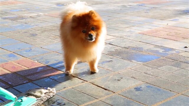 Fluffy Pomeranian dog barking at sweeper mop