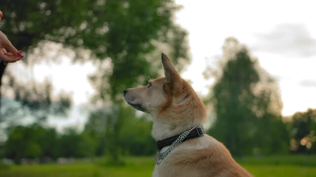 A Carolina dog catching snack in a park, slow motion