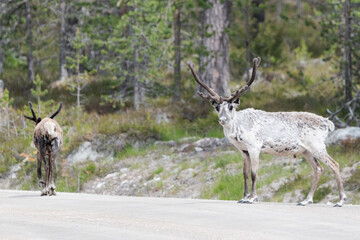 Reindeers (Rangifer Tarandus) On A Road In Norway