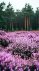 Obraz premium A breathtaking pine forest blanketed in vibrant purple flowers during a serene morning light