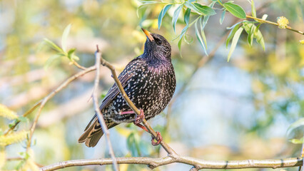 bird on a branch
