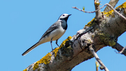 blue tit on branch