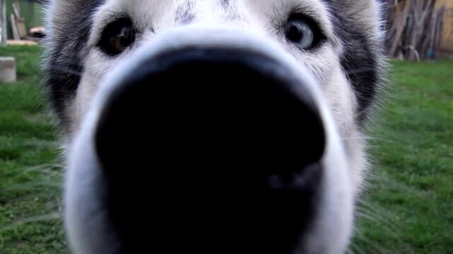 A close up of Siberian Husky dog smelling and looking