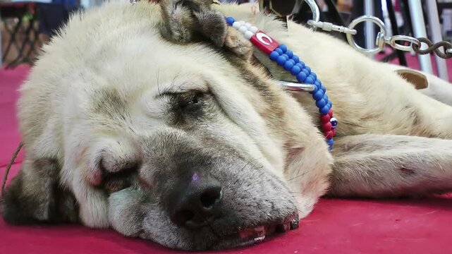 A beige dog with a collar lying on side and resting