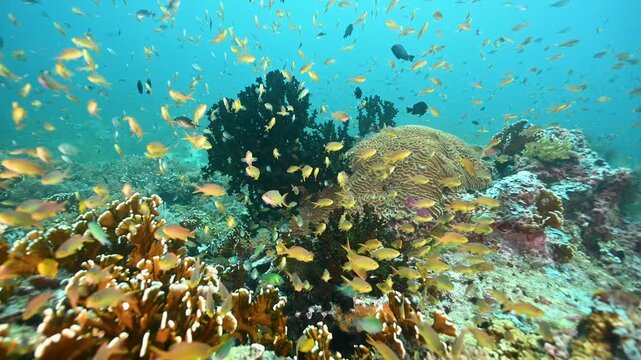 Reef scenic with anthias Raja Ampat Indonesia