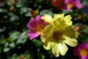 Fototapeta premium Purslane