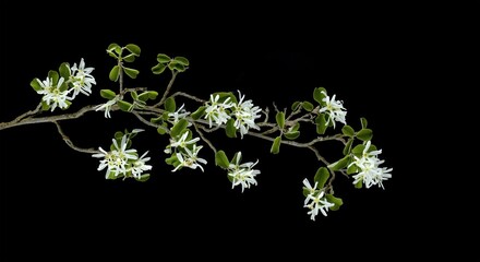 021 Amelanchier ovalis, commonly known as snowy mespilus, beautiful plant with white flowers isolated on black background