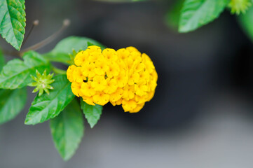 Lantana camara L, Cloth of gold or Hedge flower or Lantana or Weeping lantana or White sage or VERBENACEAE or yellow flower
